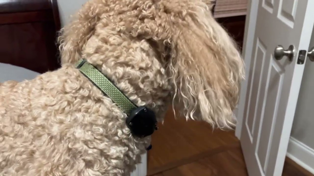 After a dog walk, getting ready for bed