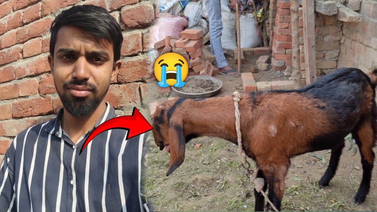 Mere Bkre Ko Ye Kia Hua  😭 Pet's Vlogs ❤️