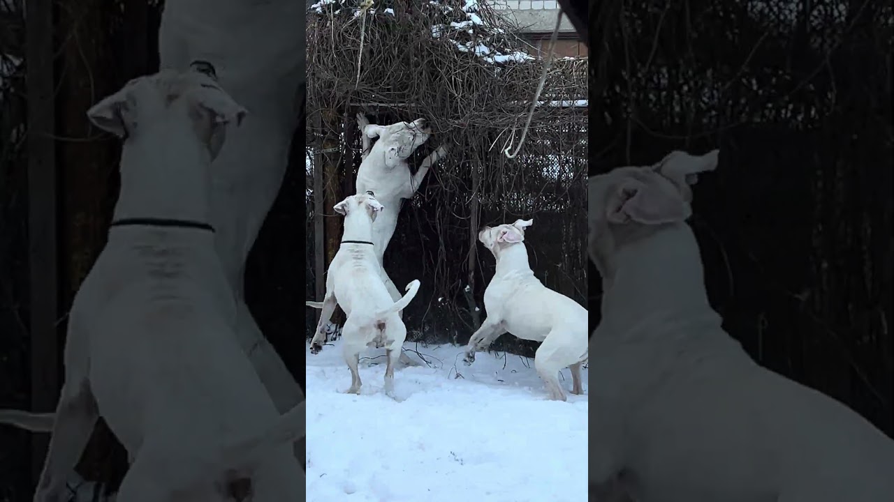 Argentinieciu dogai Lietuvoje 