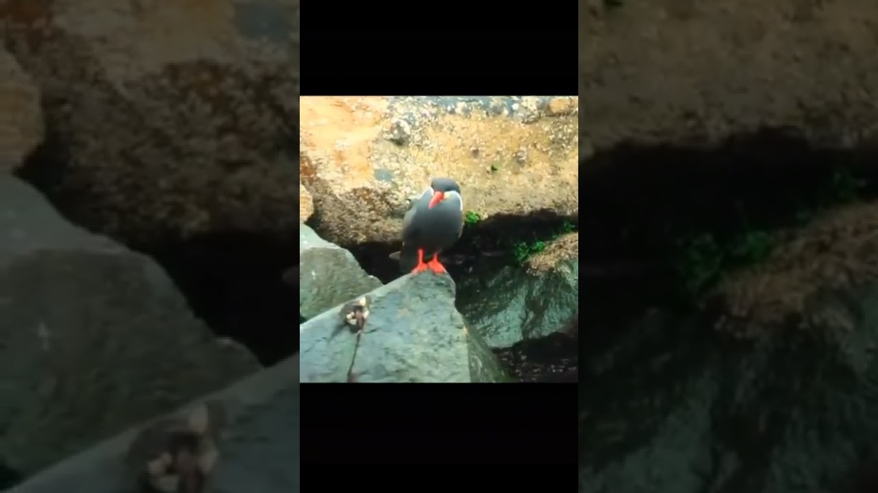 OMG it's a Larosterna inca