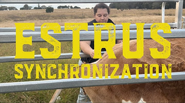 Estrus Synchronization 10 Day Process