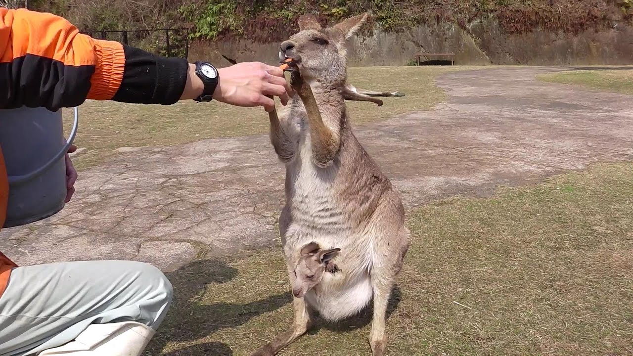 赤ちゃん カンガルー の