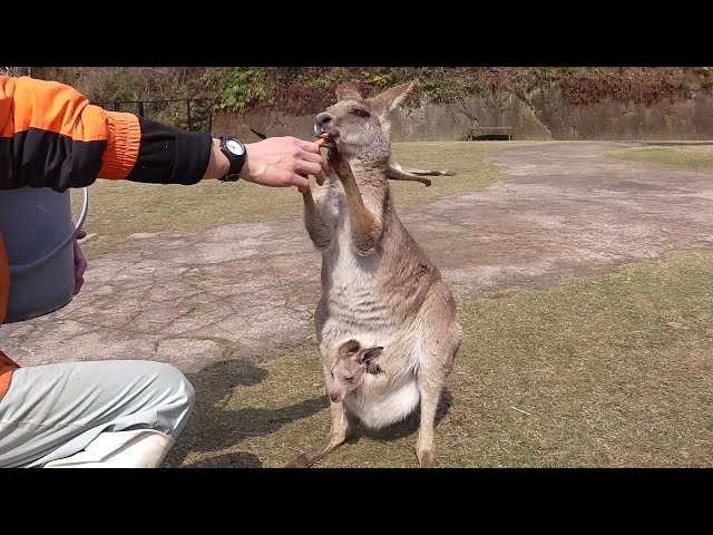 Meet 6 Kangaroo Babies at same time - YouTube