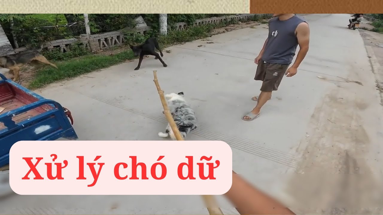 Đại Chiến Chó Dữ: Vua Chó Dẫn Đàn Em Đi Trả Thù Cho Fan Nhí Và Cái Kết Hài Hước