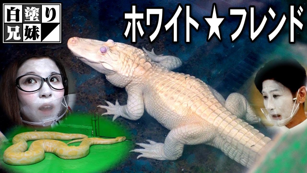 東S8-0401☆2F 専用　極上　ワニ　置物　トヒニ　873g Amazon.co.jp: ワニの置物,樹脂製の動物の置物 | 動物フィギュア 彫刻・オブジェ