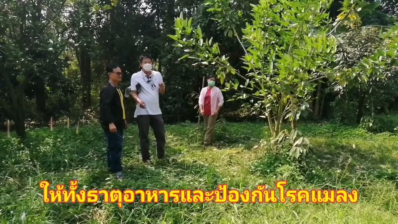 เรื่องเล่าชาวเกษตรราชบุรี พืชแม่นม/ต้นทองหลางน้ำ​ EP1