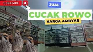 cucak Rowo di obral #burung #kicaumania #cucakrowo #cucakrowogacor #jual #viral #hits #vlog #fyp