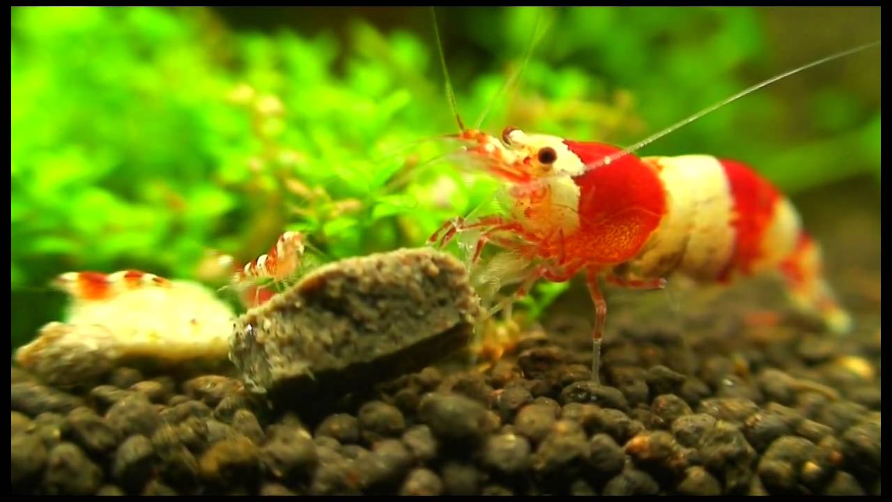 Aqua Life - YouTube