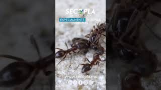 La hormiga argentina (Linepithema humile) se expande en México