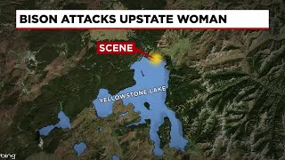 Upstate woman injured following bison attack at Yellowstone State Park