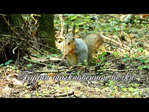 Будни обыкновенной белки.