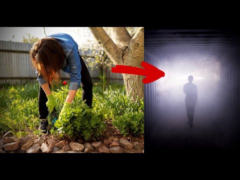 გოგომ სხვისი საფლავიდან ყვავილი მოთხარა და მამამისის საფლავზე გადარგო - თუმცა ეს სანანებელი გაუხდა!