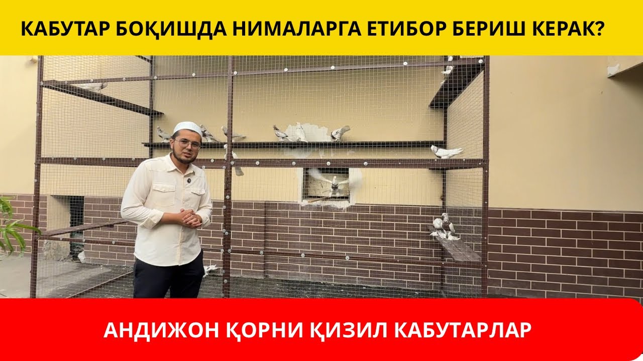 АНДИЖОН ТЎШИ ҚИЗИЛ КАБУТАРЛАР | КАБУТАР БОҚИШДА НИМАЛАРГА ЕТИБОР БЕРИШ КЕРАК