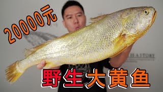 20,000 yuan to buy a 5.2 catties super large wild large yellow croaker