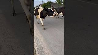 Dangerous Situations On The Road #Cows