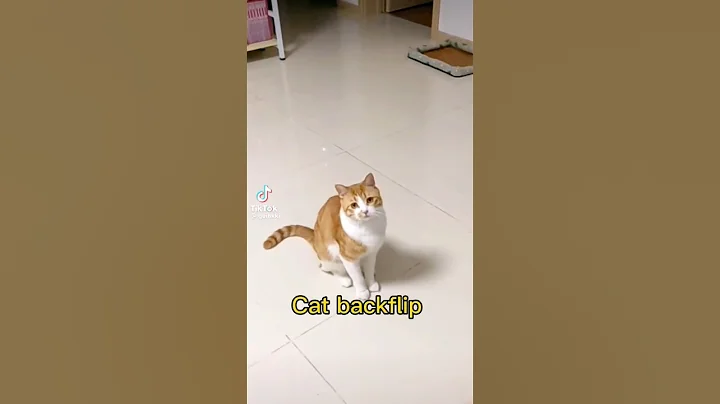 Video 4102301: cats catlover funny, amazing catlover
