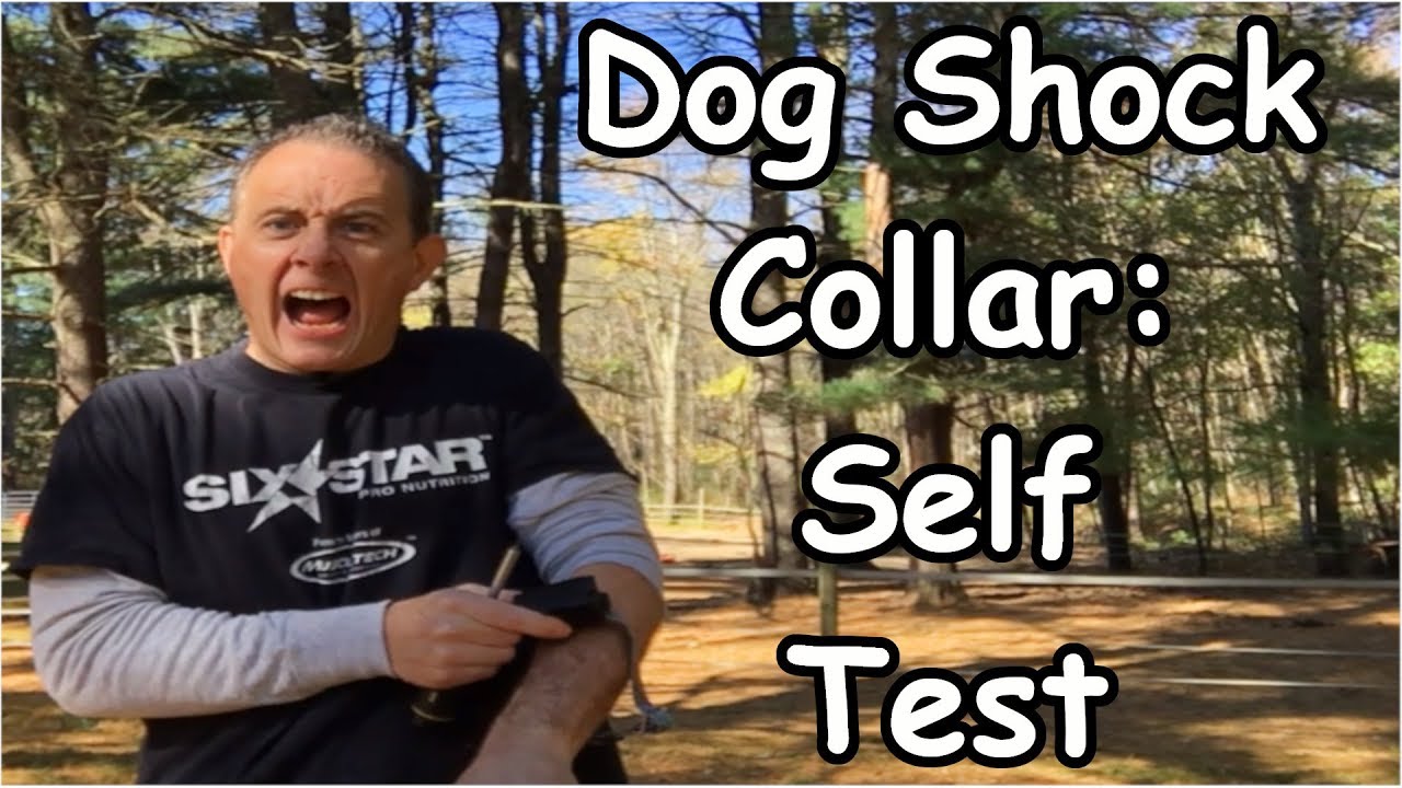 Invisible Fence Shock Collar Test YouTube