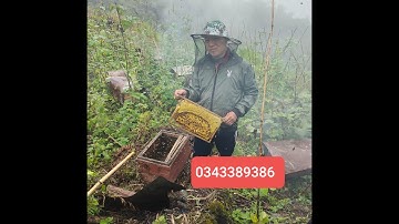 Mật ong bạc hà món quà lớn từ thiên nhiên, nổi tiếng và độc nhất chỉ có ở cao nguyên đá