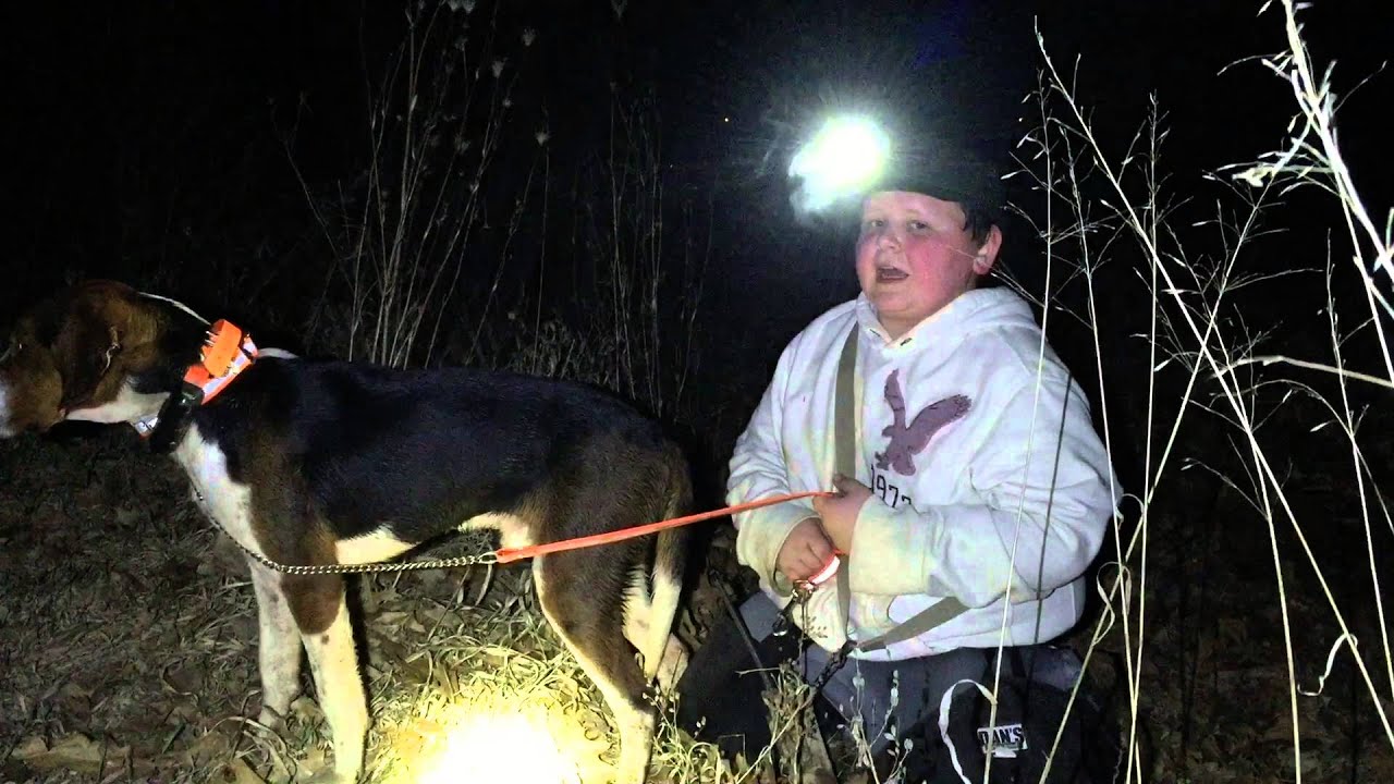 coonhound hunting