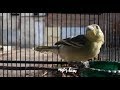 Suara Burung Sirtu Betina – Panggilan Pancingan untuk Jantan Stres Macet Malas Bunyi