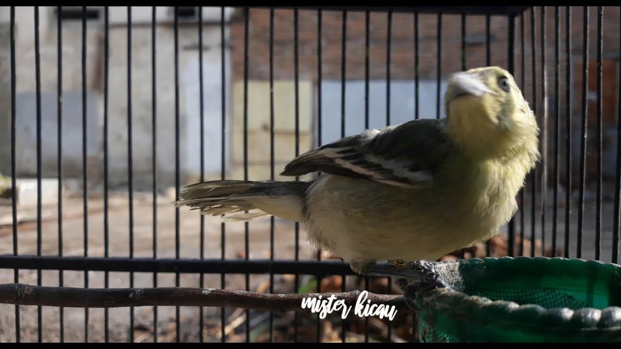 Suara Burung Sirtu Betina – Panggilan Pancingan untuk Jantan Stres