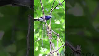 Love birds started building nest black-naped blue flycatcher #shorts #youtubeshorts