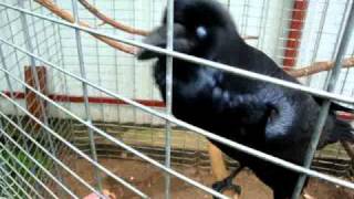 Talking Crow (Говорящая Ворона)