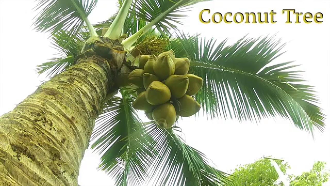 Coconut Tree Youtube