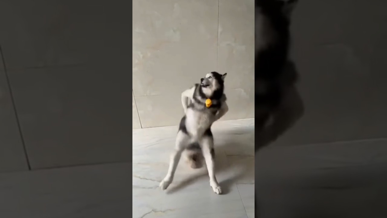 Daily Husky Dance