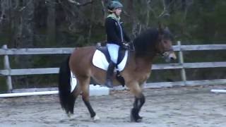 Romeo welsh cob being ridden in a Thinline bareback pad Wealth