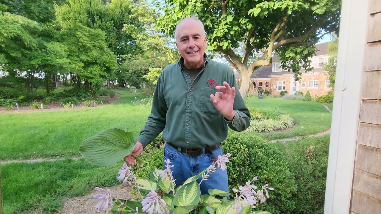 all about Hosta plants, how/when to divide?