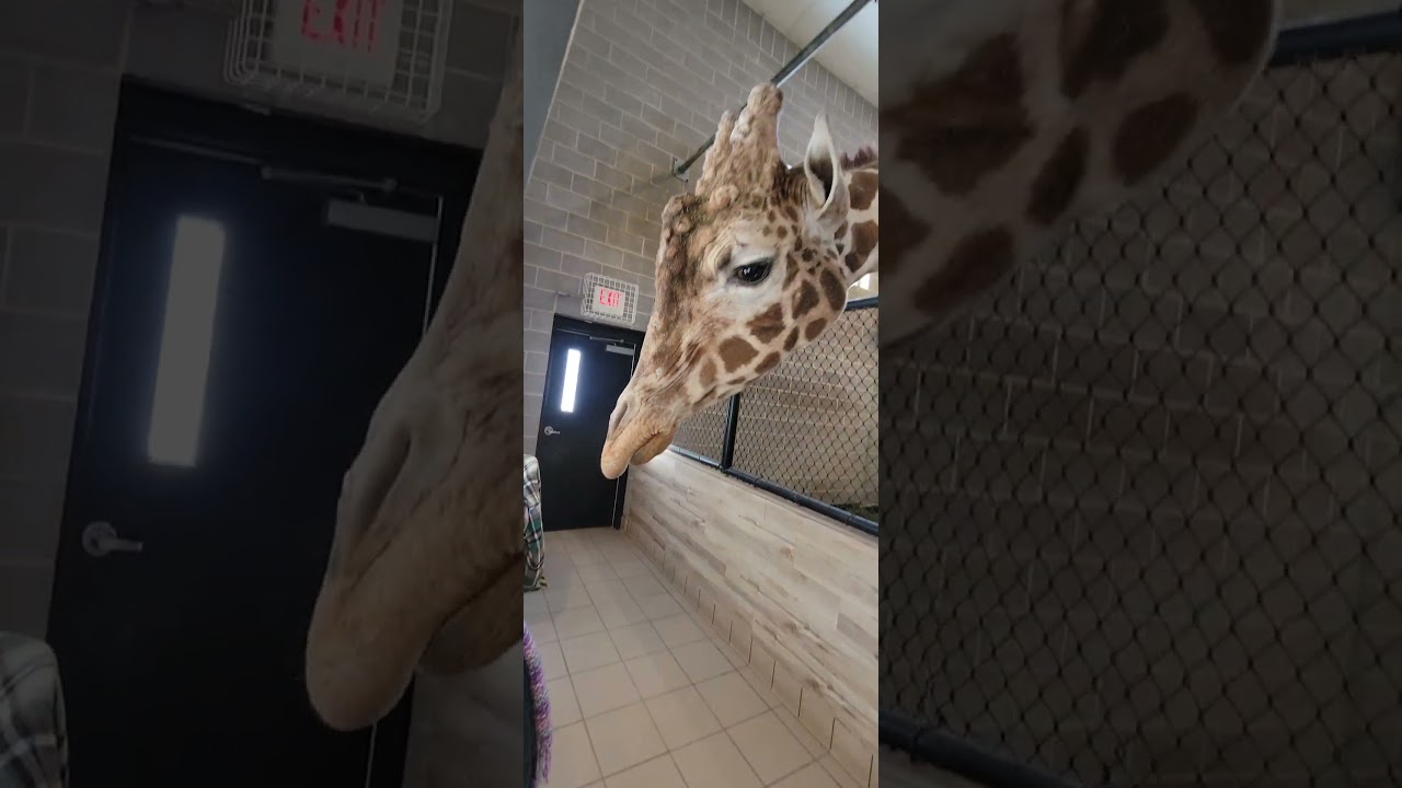 2.2 Feeding Nigel NEW Zoo Suamico, WI 1-31-26