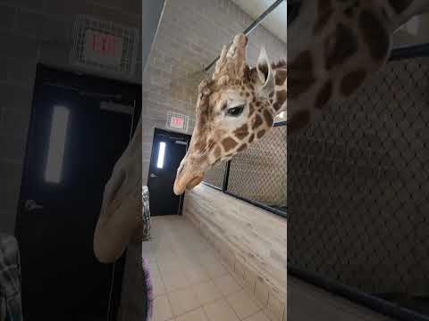 2.2 Feeding Nigel NEW Zoo Suamico, WI 1-31-26