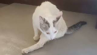 COCO FRESH AGAIN AFTER TAKE A BATH Vlog#126 #cat #coco