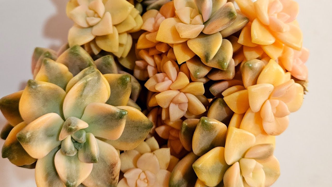 Yeni Gelen İthal Sukulentler