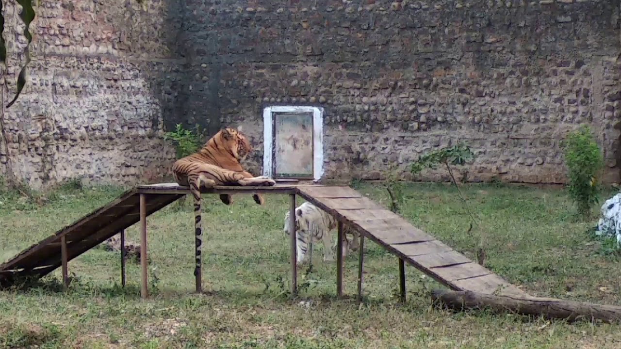 Gwalior zoo and fort(20) YouTube