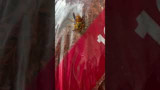 Yellowjacket Wasp Resting on a Mulch Bag