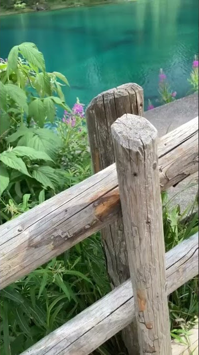 VIDEO CINEMATIC ALAM - NATURE / FOREST #SHORTS