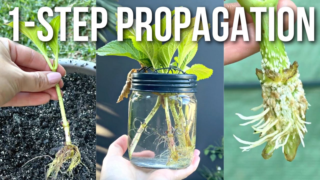 РАЗМНОЖЕНИЕ ЧЕРЕНКОВ В ВОДЕ || Гортензия, георгина и базилик