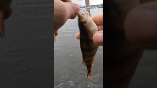 Окунь Жере Вертушку! Шалений Жор на Дніпрі 🎣#Рибалка #Окунь #Вертушка #Дніпро #Риболовля