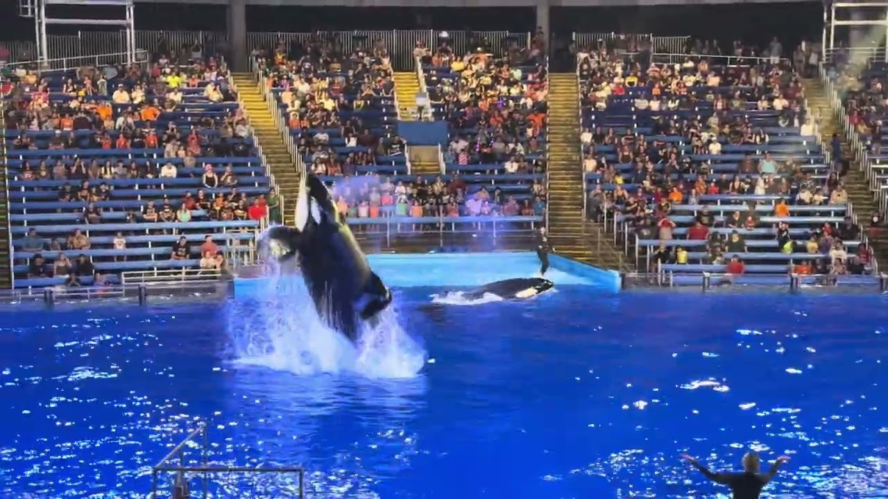 SeaWorld Orca 2024 A