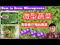 微型蔬菜 Microgreens | 教你种出高级餐厅用的蔬菜 | How to grow Microgreens | Mars Hydro