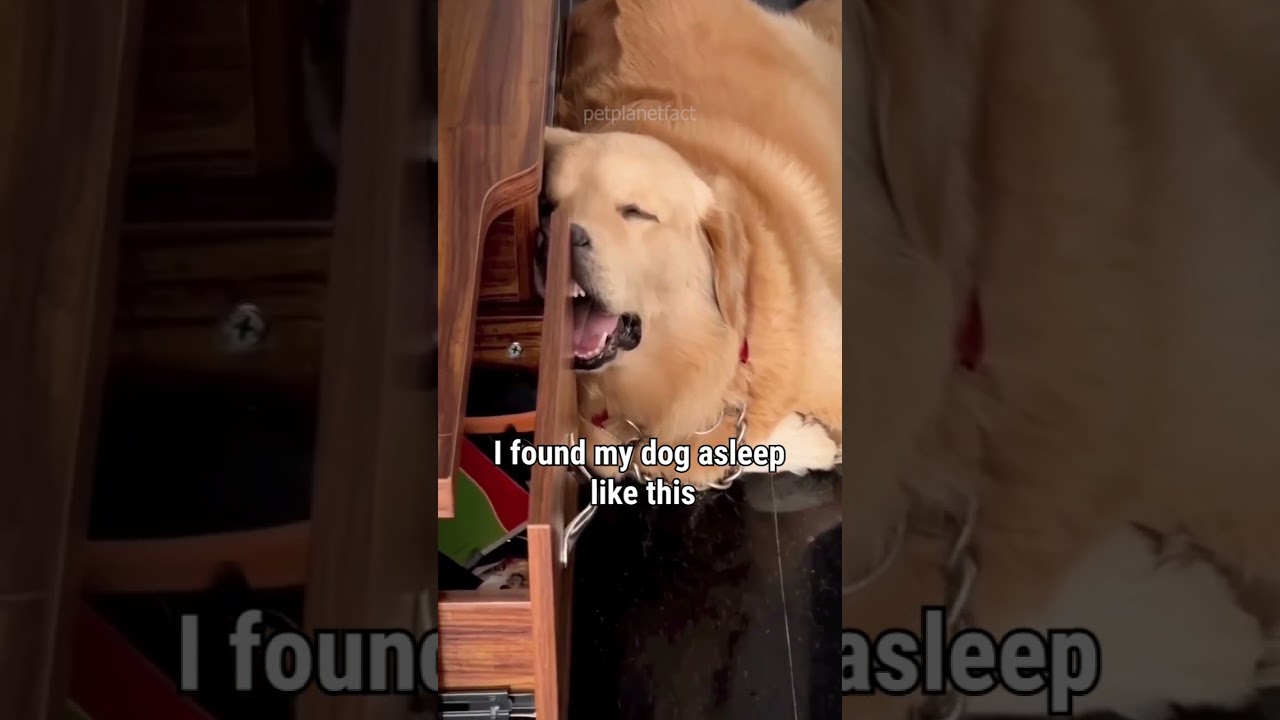 Sleeping beauty 🎀😴