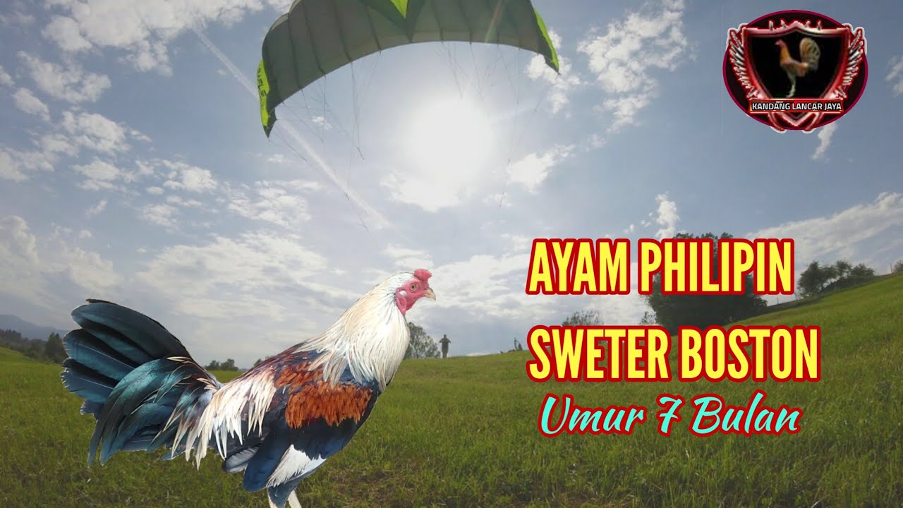 Ayam Philipin Sweter Boston || Umur 7 Bulan || Ternak Kandang Lancar