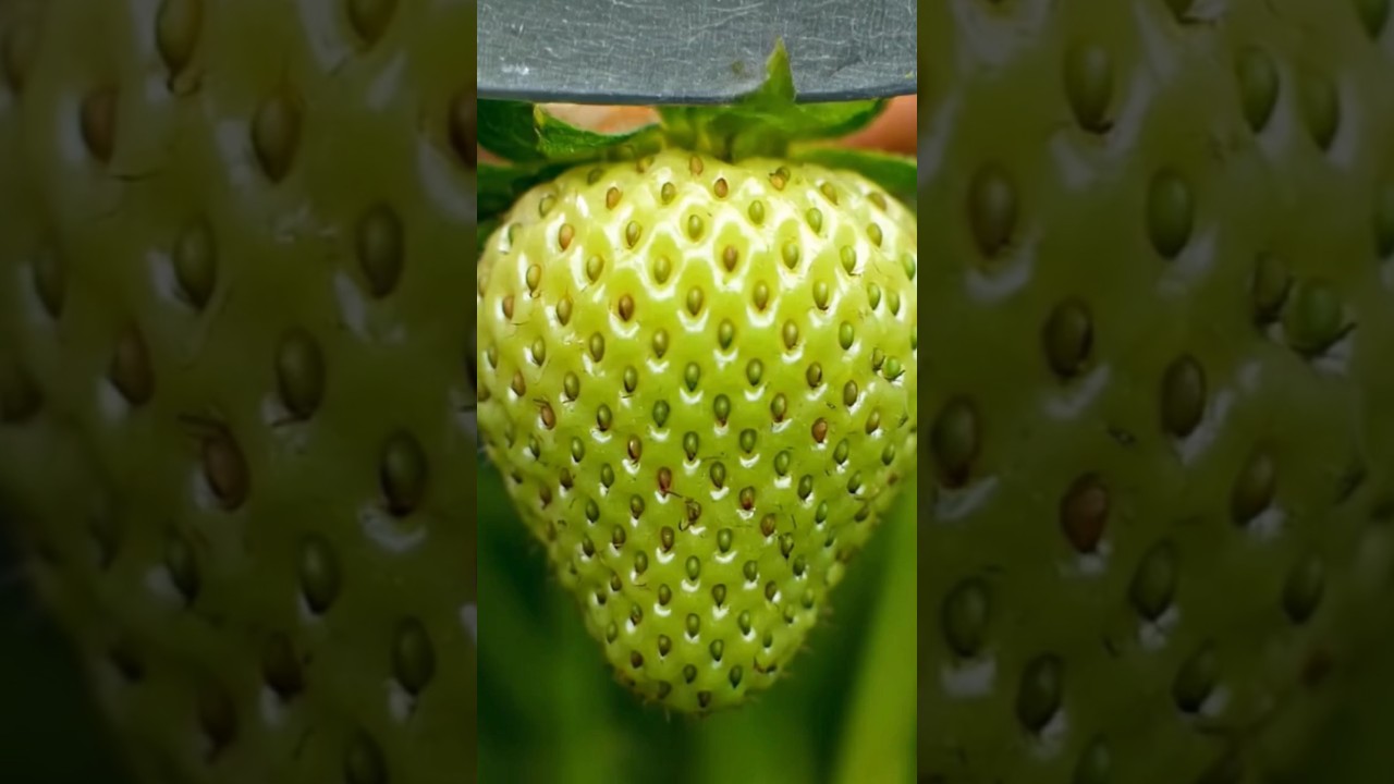 Cutting Glass Fruit Strawberry 🍓 ASMR 