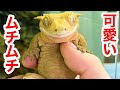 ぬいぐるみみたいなヤモリを飼育した結果…【クレステッドゲッコー 飼育】