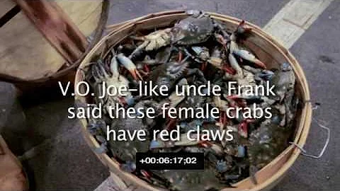 Cooking  with Joe Tuna, "Free the Crabs", Episode 4