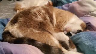 Cat snoring by DanRoak 152 views 11 days ago 30 seconds