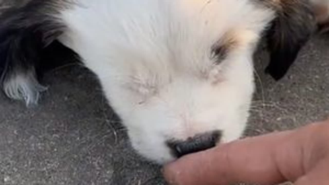 路边发现一只小奶狗，饿得晕了过去，投喂食物后终于恢复了活力#狗狗 #萌宠 #汪星人 #动物救助 #小奶狗