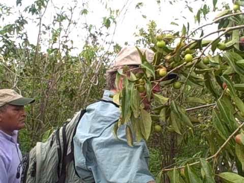 Amazon John explains Camu Camu berries